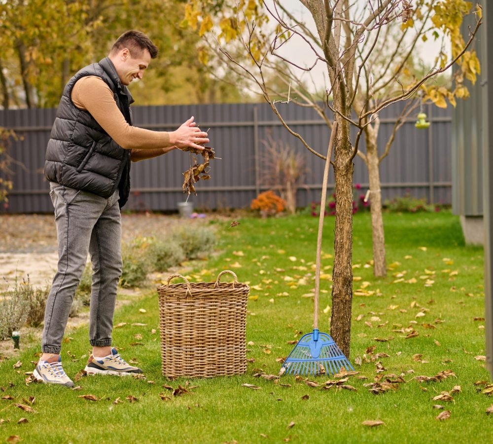 Leaves, basket. Smiling young adult man standing sideways to camera sprinkling leaves in wicker basket on green lawn in garden on autumn day